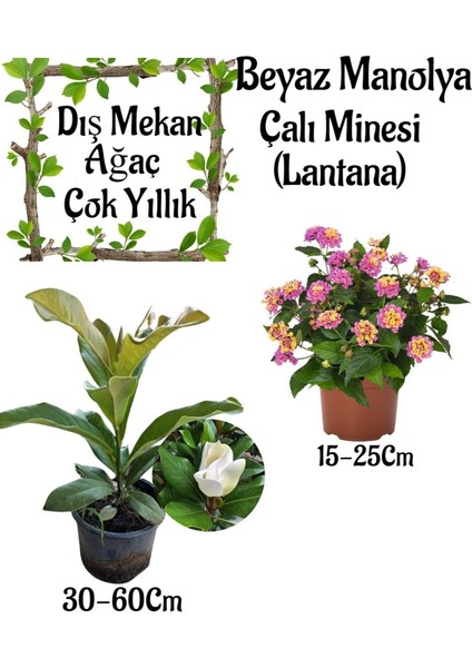 Kokulu Manolya Ağacı 1 Adet Saksılı+Pembe Çalı Minesi 1 Adet Saksılı Bahçe Seti