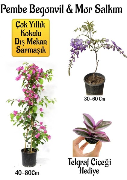 Pembe Begonvil Çiçeği+Mor Salkım Ağacı Fidanı Telgraf Çiçeği Hediyeli Bahçe Peyzaj Seti