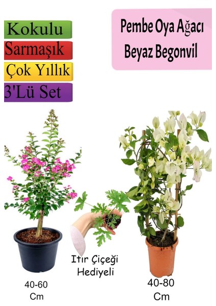 Pembe Oya Ağacı+ Beyaz Begonvil+ Itır Çiçeği Hediyeli