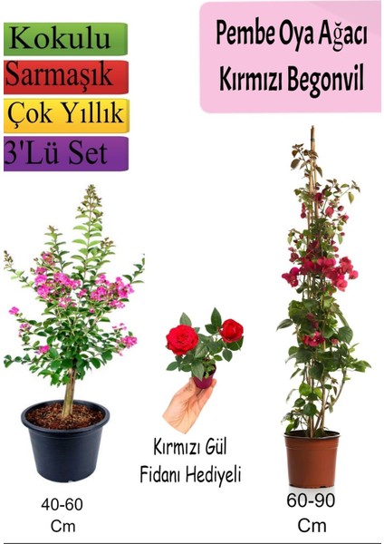 Pembe Oya Ağacı+ Kırmızı Begonvil+ Kırmızı Gül Fidanı Hediyeli