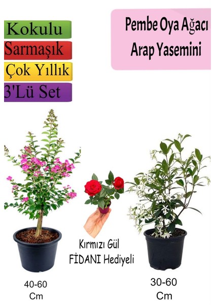 Pembe Oya Ağacı+ Arap Yasemini + Kırmızı Gül Fidanı Hediyeli