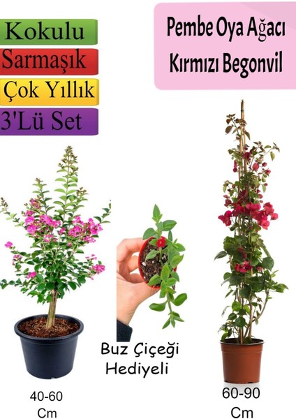 Pembe Oya Ağacı+Kırmızı Begonvil+ Buz Çiçeği Hediyeli