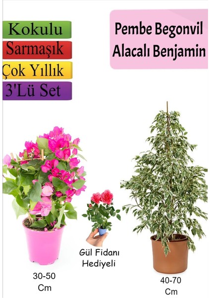 Beyaz Alacalı Benjamin Bitkisi+ Pembe Bodur Begonvil+ Gül Fidanı