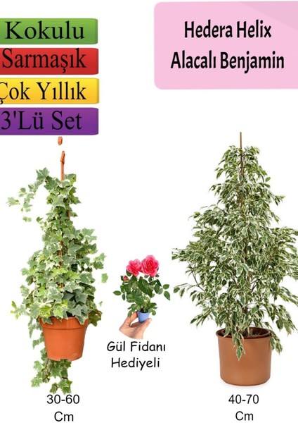 Alacalı Beyaz Benjamin Bitkisi+ Hedera Helix Sarmaşığı+ Gül Fidanı