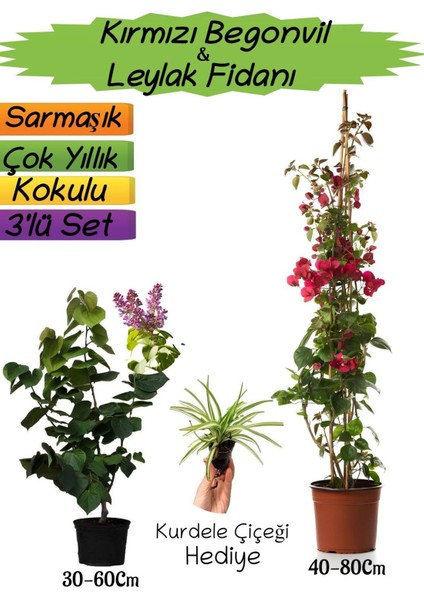 Kırmızı Renk Begonvil+Kokulu Mor Leylak Fidanı+Kurdele Çiçeği Hediyeli 3'lü Peyzaj Seti