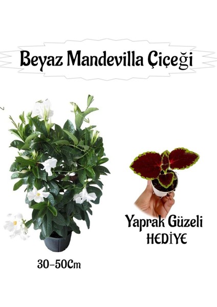 Beyaz Mandevilla Çiçeği 1 Adet Saksılı+Yaprak Güzeli Hediyeli Peyzaj Seti