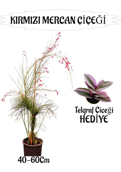 Kırmızı Mercan Çiçeği 1 Adet Sakıslı+Telgraf Çiçeği Hediye Bahçe Teras Bitkisi
