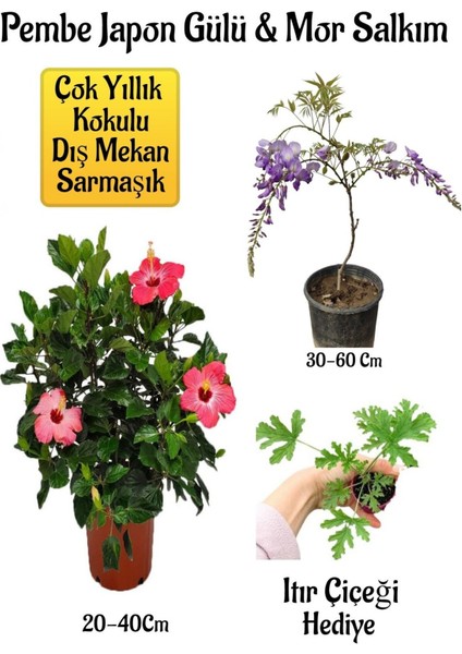 Pembe Japon Gülü Çiçeği+Mor Salkım Ağacı Fidanı Itır Çiçeği Hediyeli Bahçe Peyzaj Seti