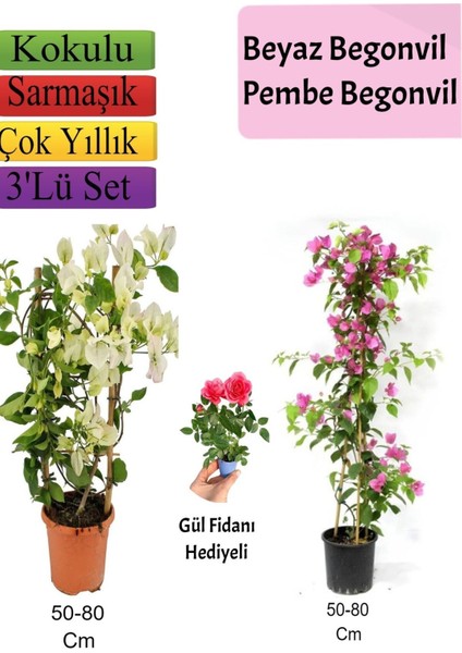 Beyaz+ Pembe Begonvil+ Gül Fidanı Hediyeli