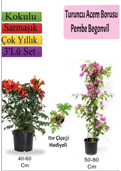 Turuncu Acem Borusu+ Pembe Begonvil+ Itır Hediyeli
