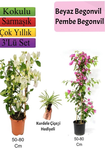 Beyaz+ Pembe Begonvil+ Kurdele Çiçeği Hediyeli