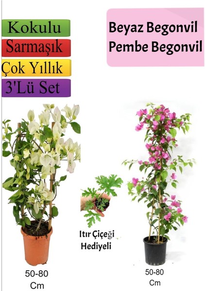 Beyaz+ Pembe Begonvil+ Itır Çiçeği Hediyeli