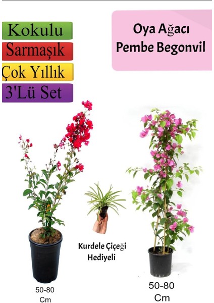 Kırmızı Oya Ağacı+ Pembe Begonvil+ Kurdele Çiçeği Hediyeli
