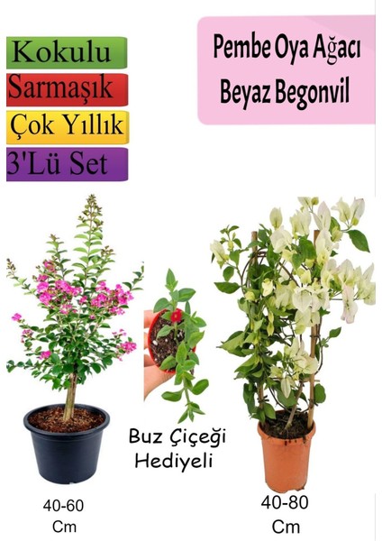 Pembe Oya Ağacı+ Beyaz Begonvil+ Buz Çiçeği Hediyeli