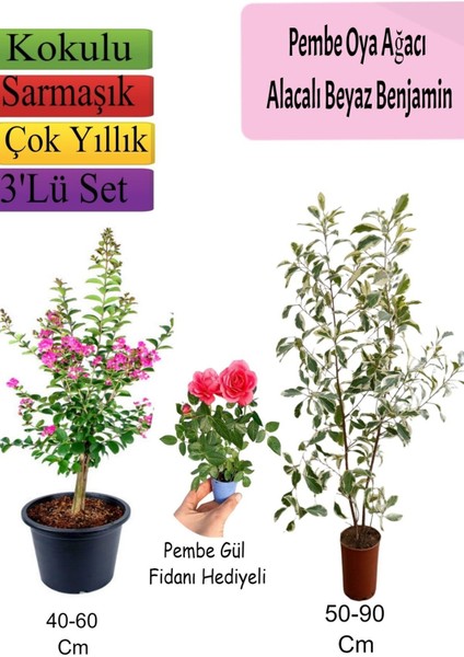 Pembe Oya Ağacı+ Alacalı Beyaz Benjamin+ Pembe Gül Fidanı Hediyeli