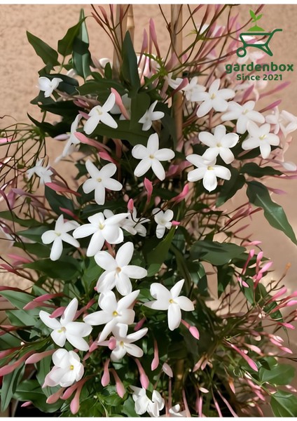 Mis Kokulu Klasik Yasemin Çiçeği 1 Adet Saksılı/Tüplü (30-60 cm) (Jasminum)