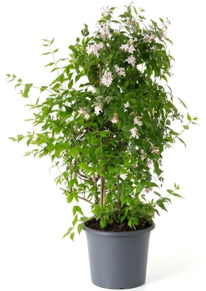 Kokulu Klasik Yasemin Çiçeği 1 Adet Saksılı/Tüplü (30-60 cm) (Jasminum)