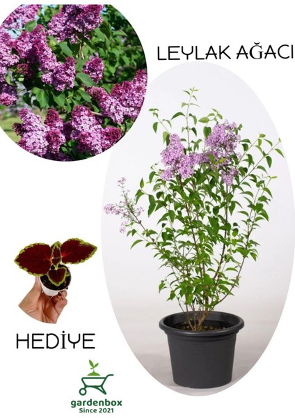 Yoğun Kokulu Leylak Çiçeği Fidanı 1 Adet Saksılı (30-60 cm)+Yaprak Güzeli