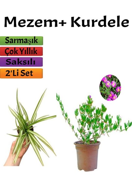 Acem Halısı (Mezem)+ Kurdele (10-20 cm) Saksılı Dış Mekan Bitkileri