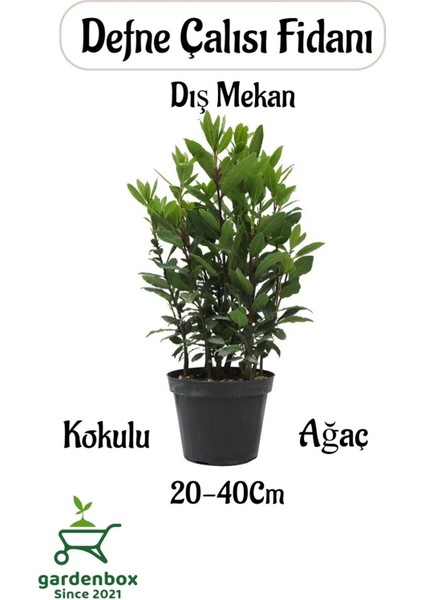 Defne Çalısı Fidanı Laurus Nobilis 1 Adet Saksılı Dış Mekan Bitkisi