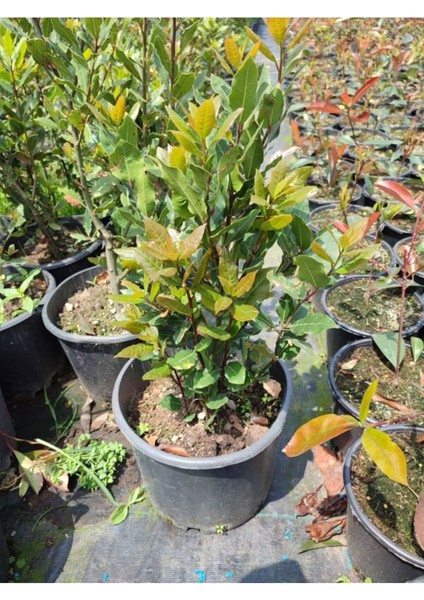 Defne Çalısı Fidanı Laurus Nobilis 1 Adet Saksılı Dış Mekan Bitkisi