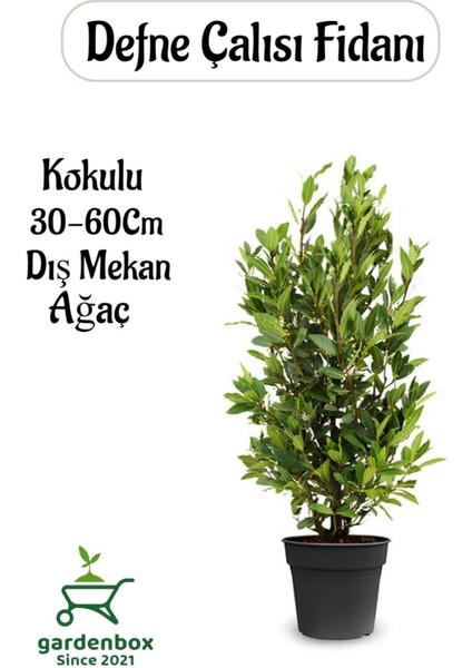 Yoğun Kokulu Defne Çalısı Fidanı 1 Adet Saksılı/Tüplü 30-50 cm