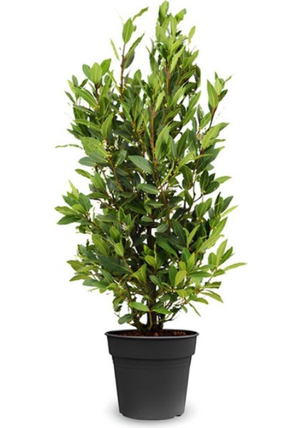 Yoğun Kokulu Defne Çalısı Fidanı 1 Adet Saksılı/Tüplü 30-50 cm