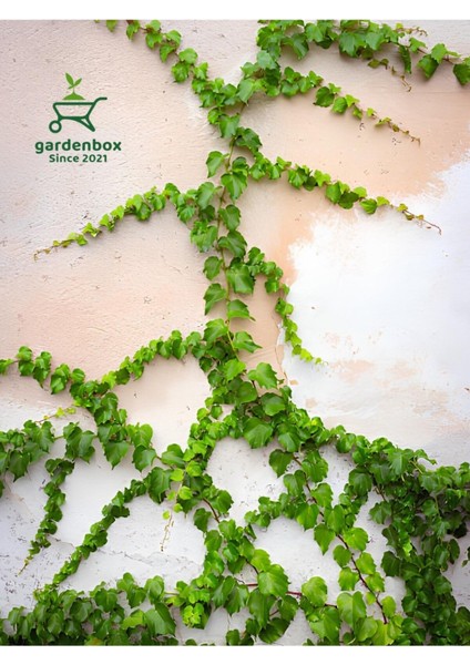Yeşil Hedera Helix Duvar Sarmaşığı Makrome Saksılı 1 Adet 20-40 cm