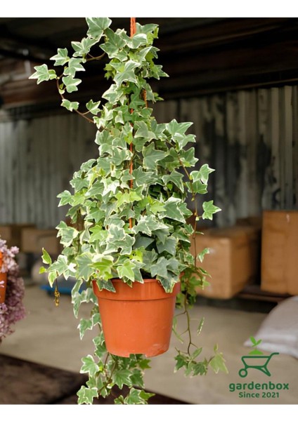 Hedera Helix Sarmaşık 1 Adet Saksılı 30-60 cm İç Dış Mekan Bitkisi