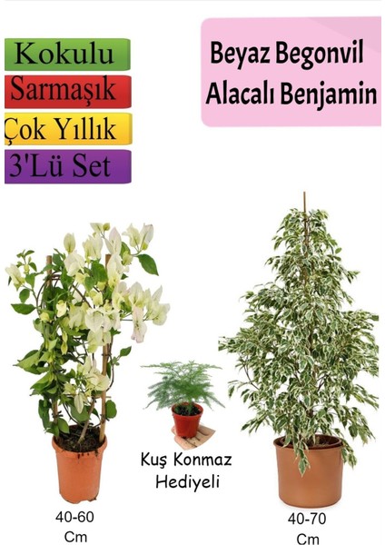 Beyaz Alacalı Benjamin Bitkisi+ Beyaz Begonvil+ Tül Çiçeği Hediyeli