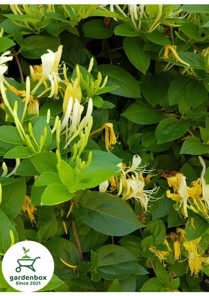 Mis Kokulu Hanımeli Çiçeği 1 Adet 50-70 cm Sakıslı (Lonicera Periclymenum)