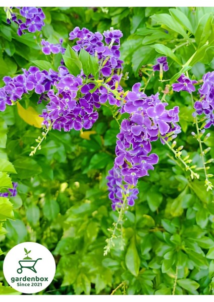 Mor Ağaç Menekşesi Duranda 1 Adet Saksılı 40-60 cm Duranta Erecta
