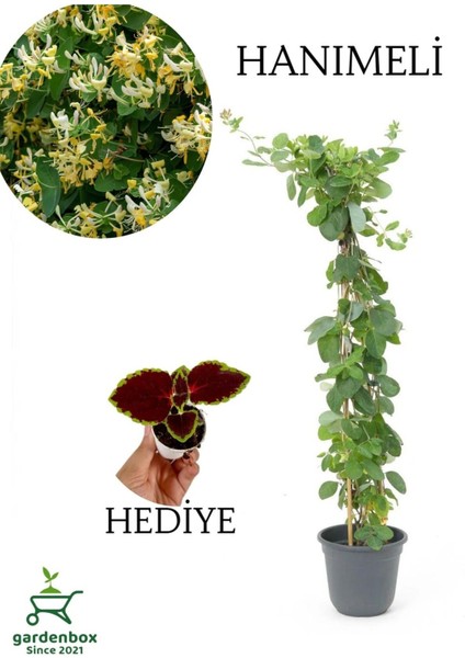 Yoğun Kokulu Hanımeli Çiçeği 50-70 cm 1 Adet Saksılı