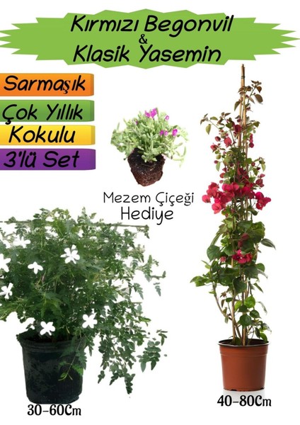 Kırmızı Renk Begonvil+Kokulu Klasik Yasemin+Mezem Çiçeği Hediyeli 3'lü Peyzaj Seti