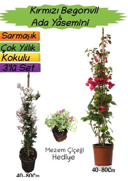 Kırmızı Renk Begonvil+Kokulu Ada Yasemini+Mezem Çiçeği Hediyeli 3'lü Peyzaj Seti
