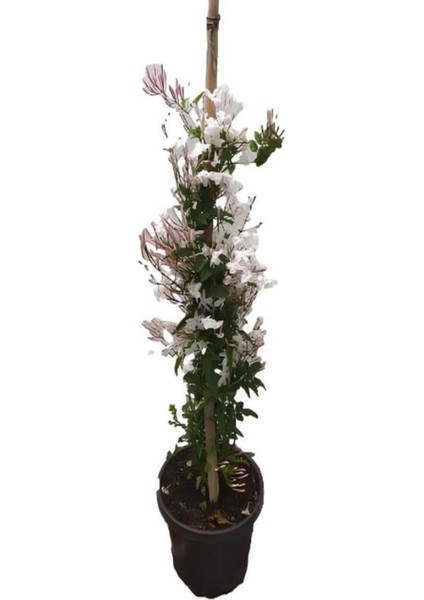 Kırmızı Renk Begonvil+Kokulu Ada Yasemini+Mezem Çiçeği Hediyeli 3'lü Peyzaj Seti modelleri