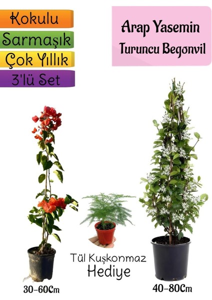 Mis Kokulu Arap Yasemini+Turuncu Begonvil+Tül Kuşkonmaz Hediyeli 3'lü Bahçe Seti