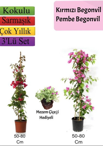 Kırmızı+ Pembe Begonvil+ Mezem Çiçeği Hediyeli