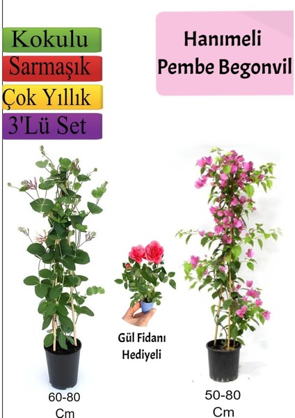 Hanımeli+ Pembe Begonvil+ Gül Fidanı Hediyeli