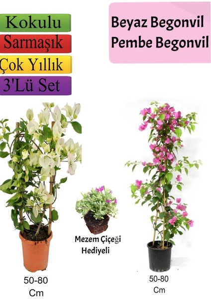 Beyaz+ Pembe Begonvil+ Mezem Çiçeği Hediyeli