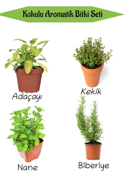 Aromatik Kokulu Mutfak Seti Adaçayı+Kekik+Nane+Biberiye Fidesi 4 Adet