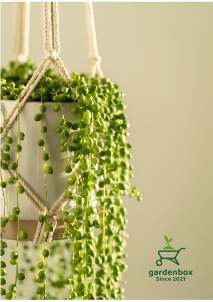 Dolgun Formlu Tespih Boncuk Çiçeği 1 Adet Asklı Saksılı 20-30 cm