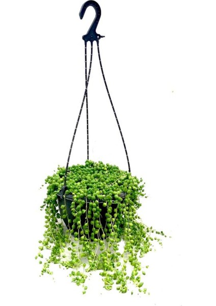 Dolgun Formlu Tespih Boncuk Çiçeği 1 Adet Asklı Saksılı 20-30 cm fiyatları