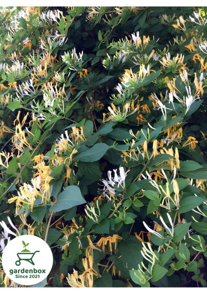 Hanımeli Çiçeği 1 Adet 50-70 cm Sakıslı Sarmaşık Bitki (Lonicera Periclymenum)