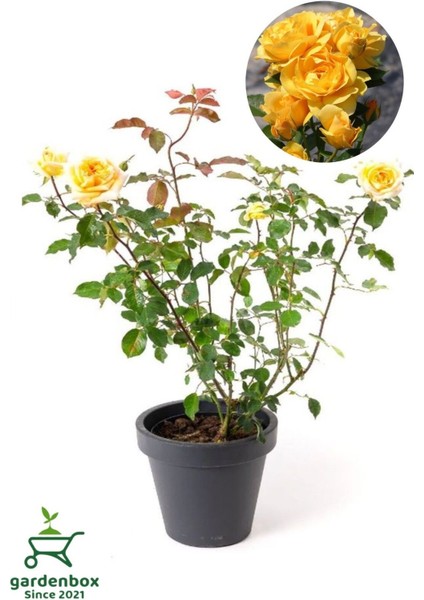 Kokulu Yediveren Sarı Renk Gül Fidanı Saksıda Bahçe Bitkisi 30-50 cm