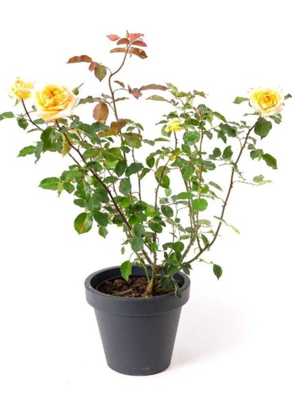 Kokulu Yediveren Sarı Renk Gül Fidanı Saksıda Bahçe Bitkisi 30-50 cm fiyatları