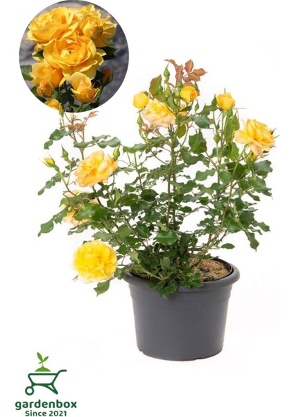 Canlı Saksıda Yediveren Sarı Renk Gül Fidanı 1 Adet 30-50 cm