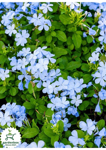 Mavi Yasemin Çiçeği Fidanı 1 Adet Saksılı 30-60 cm Sarmaşık Bitki(Plumbago)