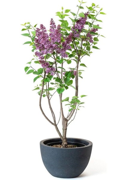 Yoğun Kokulu Leylak Çiçeği Fidanı 1 Adet Saksılı (40-60 cm)+Yaprak Güzeli