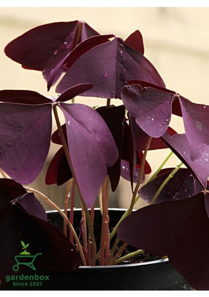 Süs Yoncası Uyku Çiçeği 15-25 cm Oxalis Triangularis